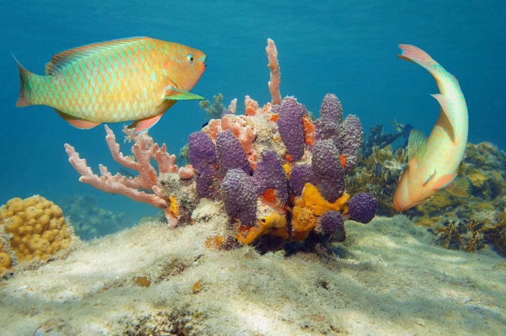 Dormio Bonaire Village Номер фото
